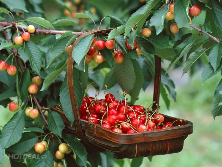 500gr Cherry Úc Tại Moncherries